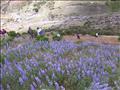 Practica de Ecologia Vegetal Paramo de Gavidia2
